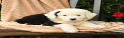 Australian Shepherd dogs for sale: Mateo  - Ad 4