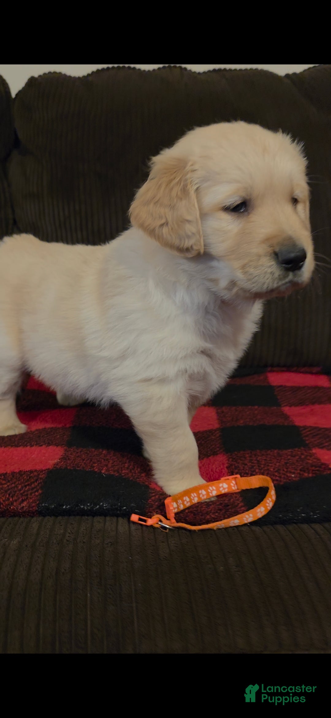 Golden Retriever dogs Pumpkin - Ad 7