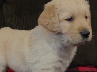 Golden Retriever dogs Pumpkin - Ad 7