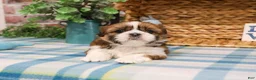 Shih Tzu dogs for sale: Tramp  - Ad 2