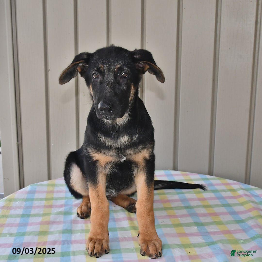 German Shepherd dogs for sale: Kelsey - Ad 13