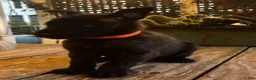 Dutch Shepherd dogs for sale: Dutch Shepherd 1 - Ad 13