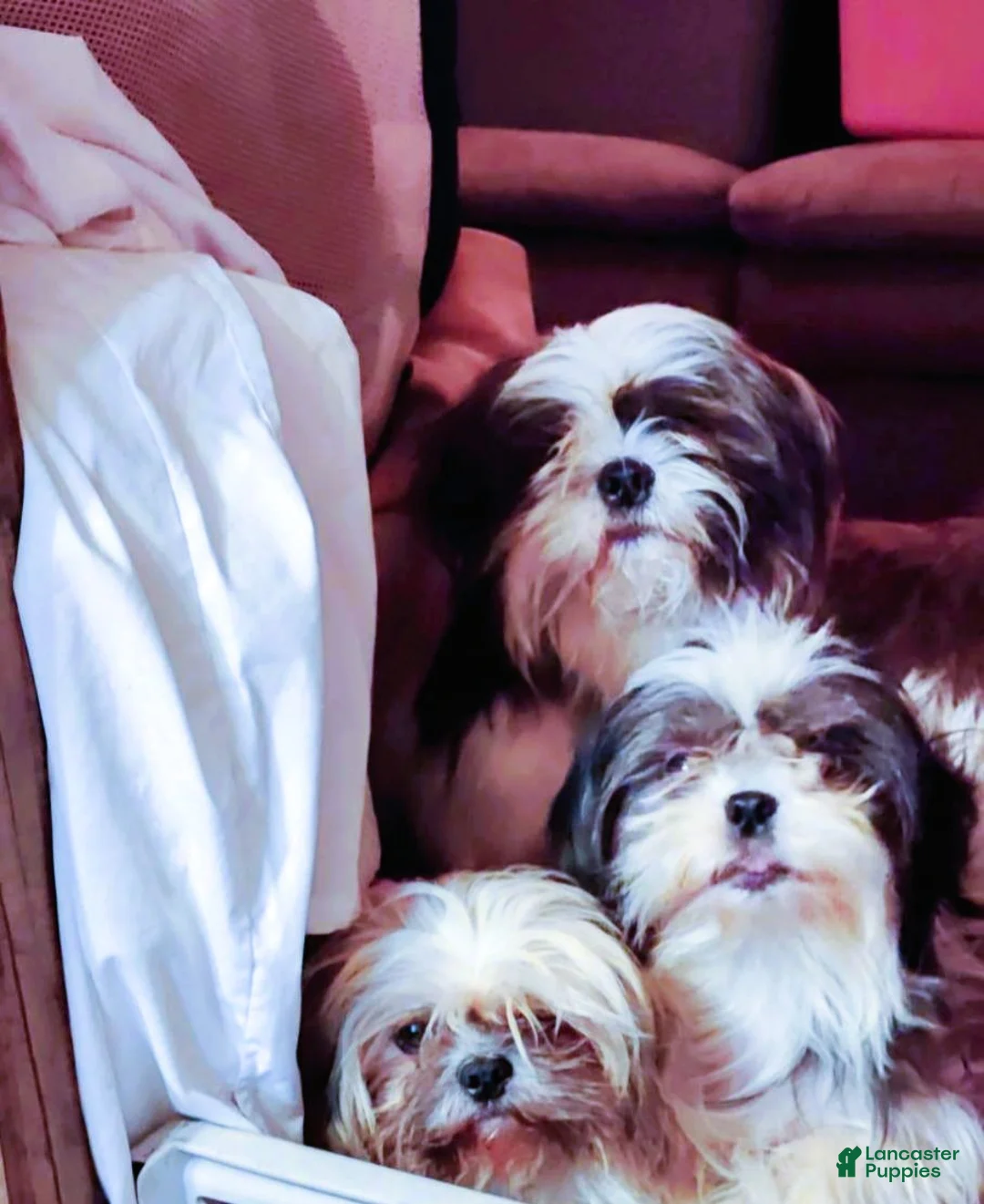 Shih Tzu dogs for sale: Shih Tzu Puppy 4 - Ad 4