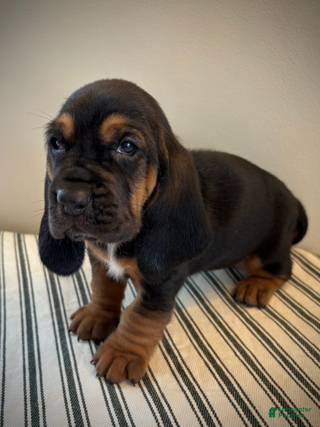 Basset Hound dogs for sale: Martha May - Ad 2