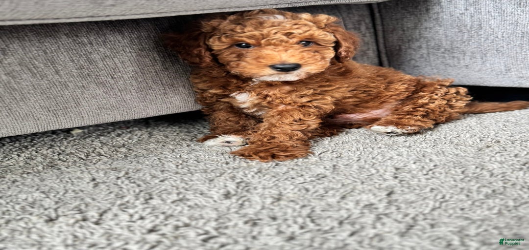 Gallery Image {{count}}