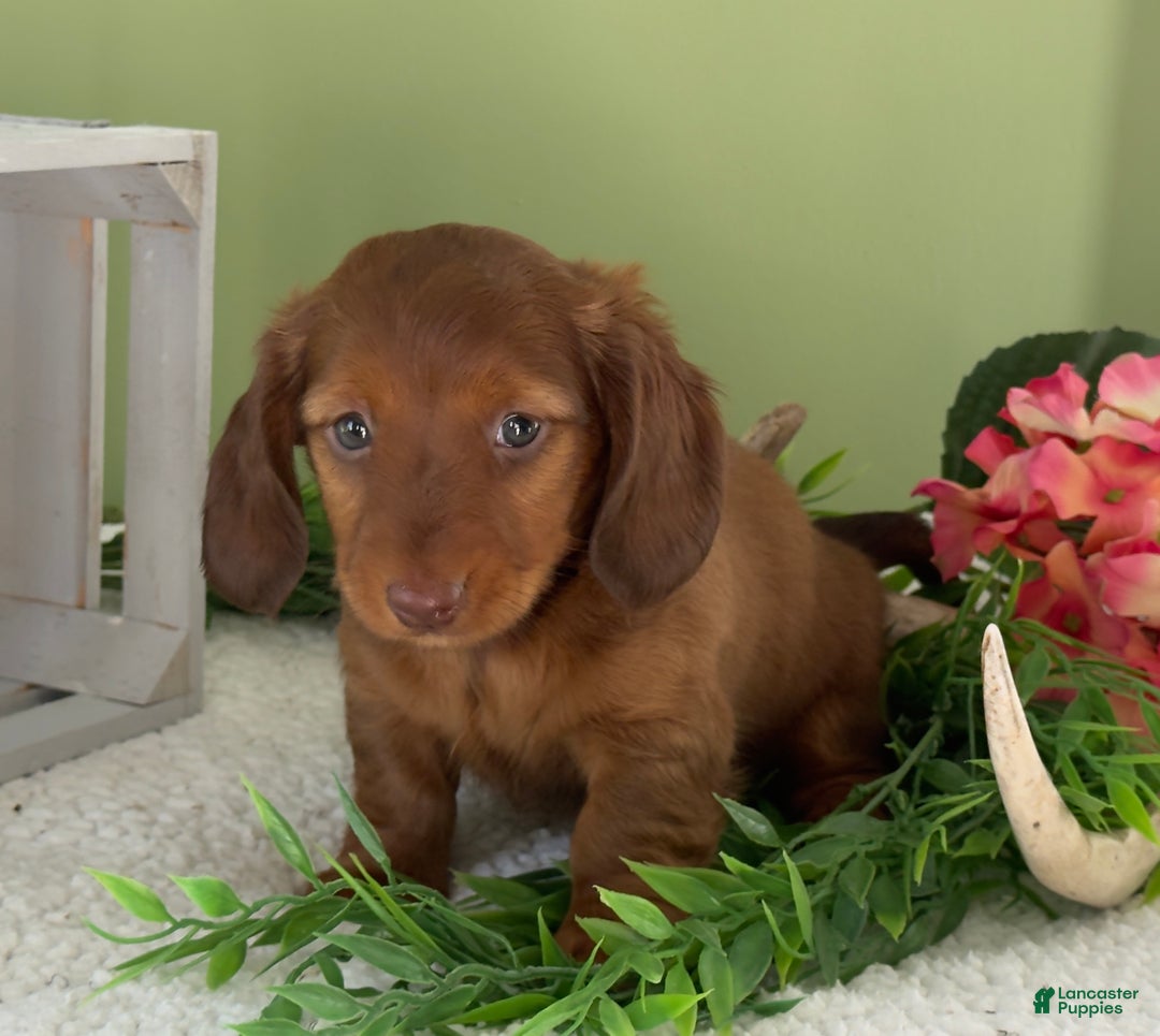 Miniature Dachshund dogs for sale: Jacki - Ad 3
