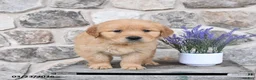 Golden Retriever dogs for sale: Dixie - Ad 4