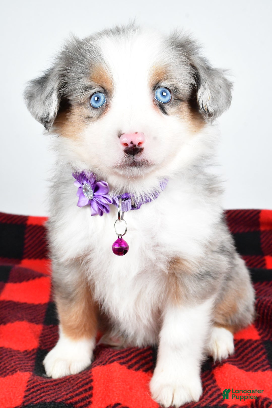 Miniature Australian Shepherd dogs for sale: Jenny - Ad 4