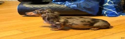 Miniature Dachshund dogs for sale: AKC Russian- Pra clear sale - Ad 7