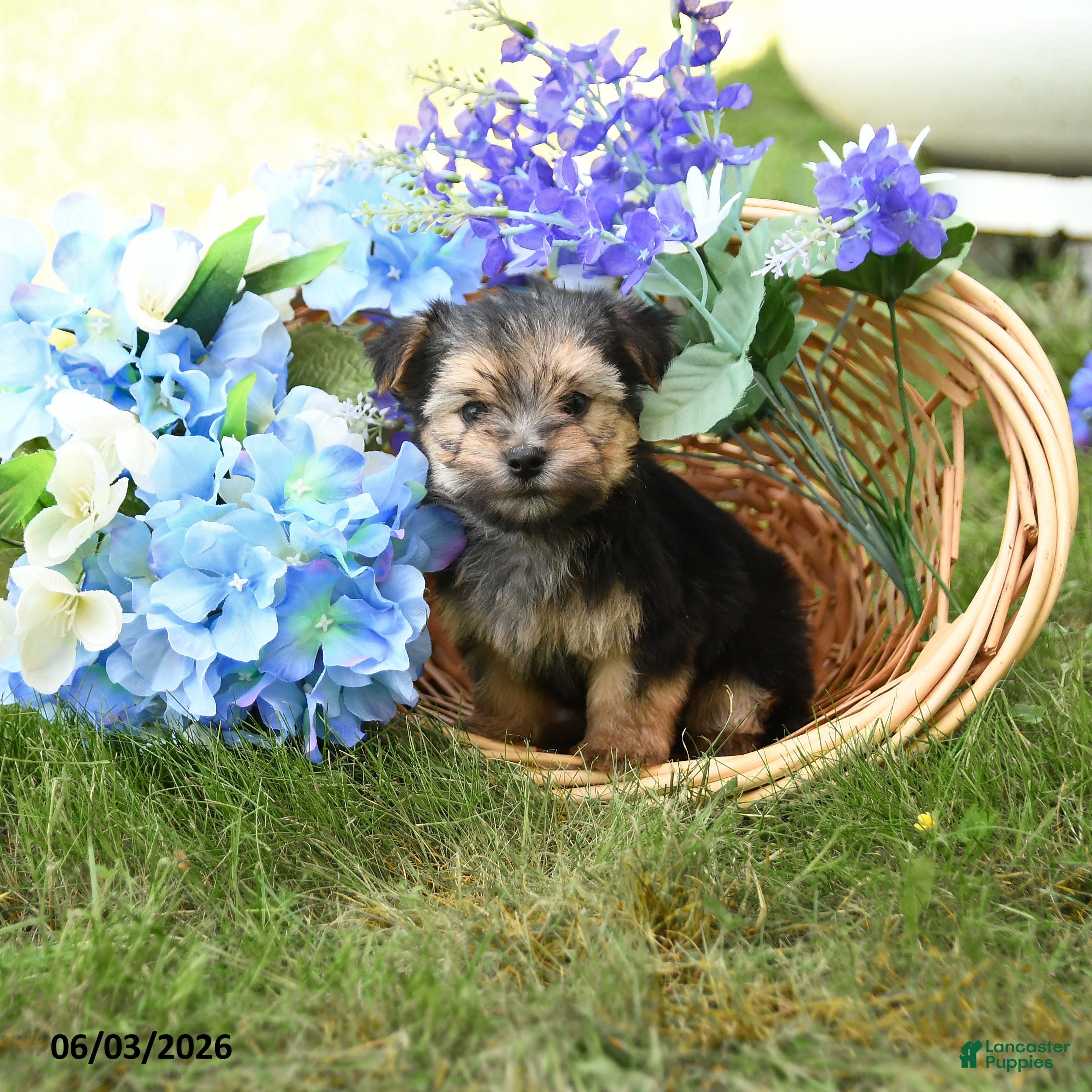Morkie dogs for sale: Champ  - Ad 1