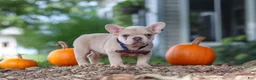 French Bulldog dogs for sale: Emmett  - Ad 3
