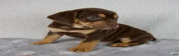 Beabull dogs for sale: Axle - Ad 4
