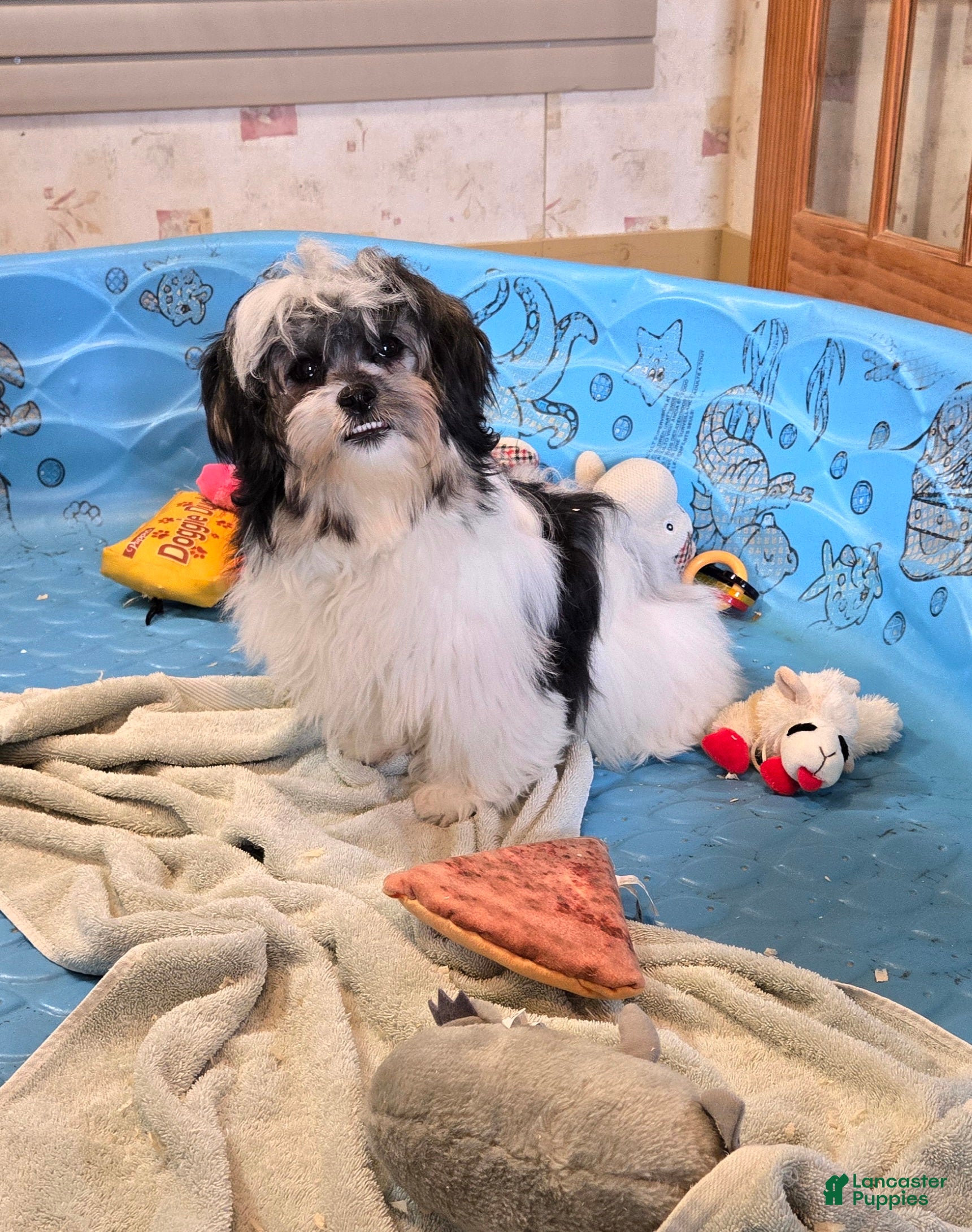 Teddy Bear dogs Jasmine - Ad 1