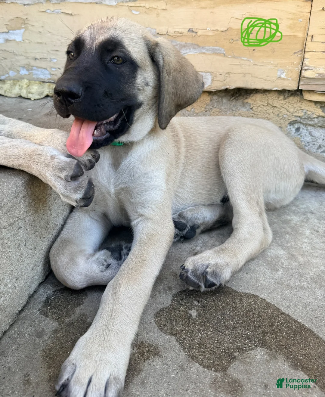 Mixed Breed dogs for sale: Arlo - Ad 2