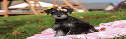 Miniature Schnauzer dogs for sale: Brianna - Ad 4