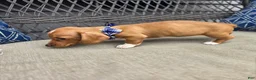 Miniature Dachshund dogs for sale: Blue Girl - Ad 3