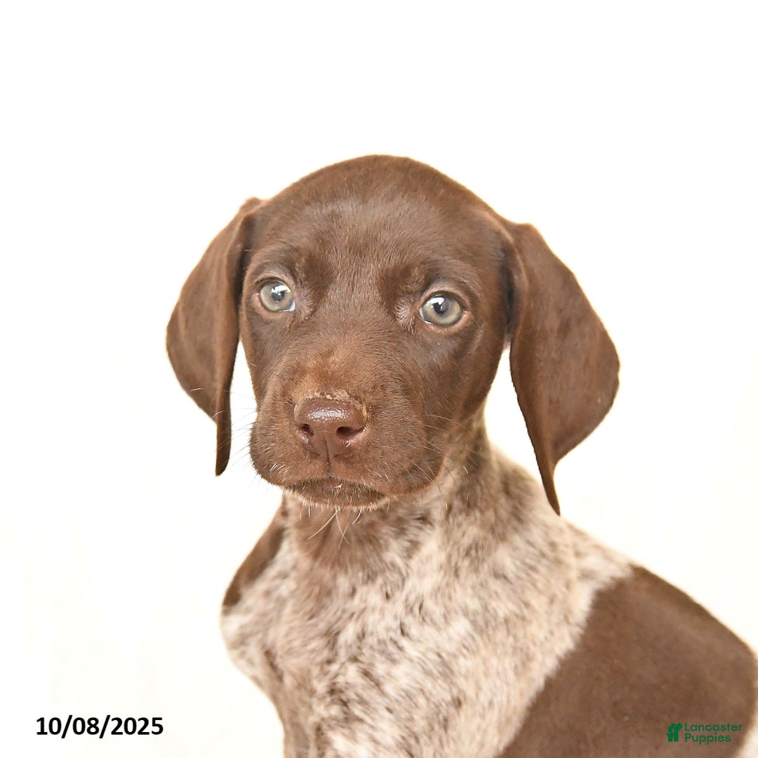German Shorthaired Pointer dogs for sale: Charm  - Ad 2