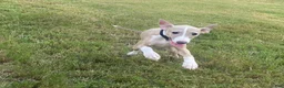 Italian Greyhound dogs for sale: Mr Orange - Ad 7