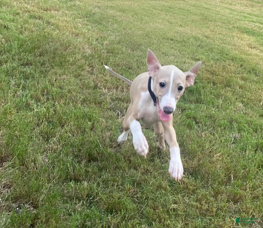 Italian Greyhound dogs for sale: Mr Orange - Ad 7