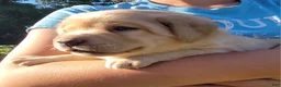 Labrador Retriever dogs for sale: Lexi - Ad 13
