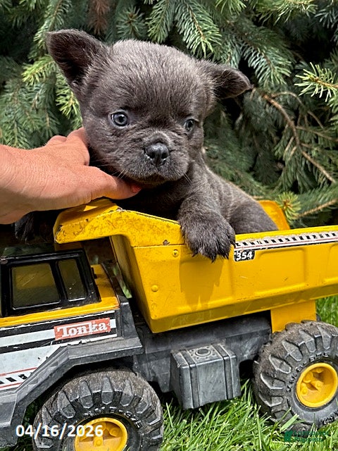 French Bulldog dogs Malone Fluffy - Ad 2