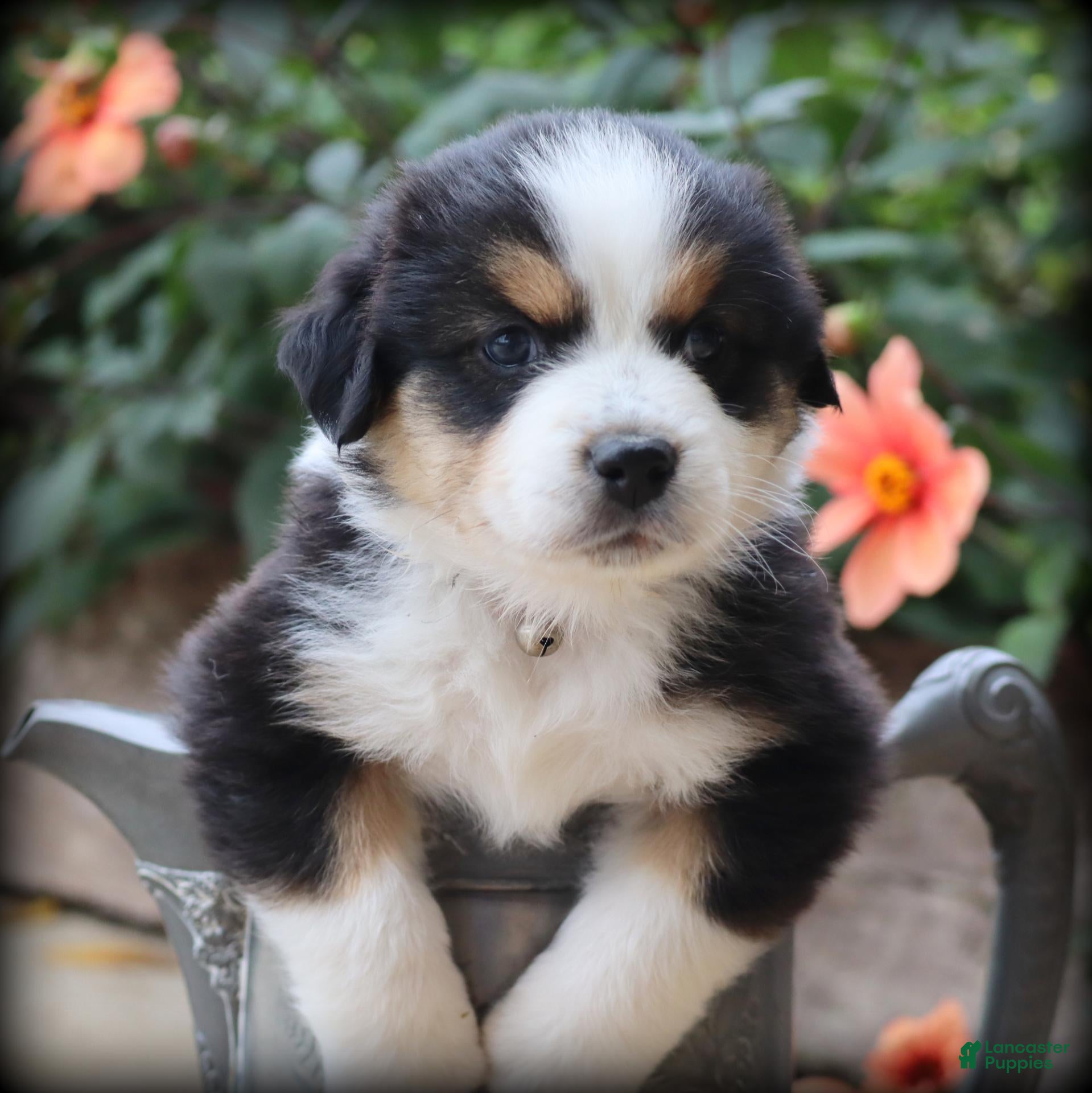 Miniature Australian Shepherd dogs Cymbal - Ad 1