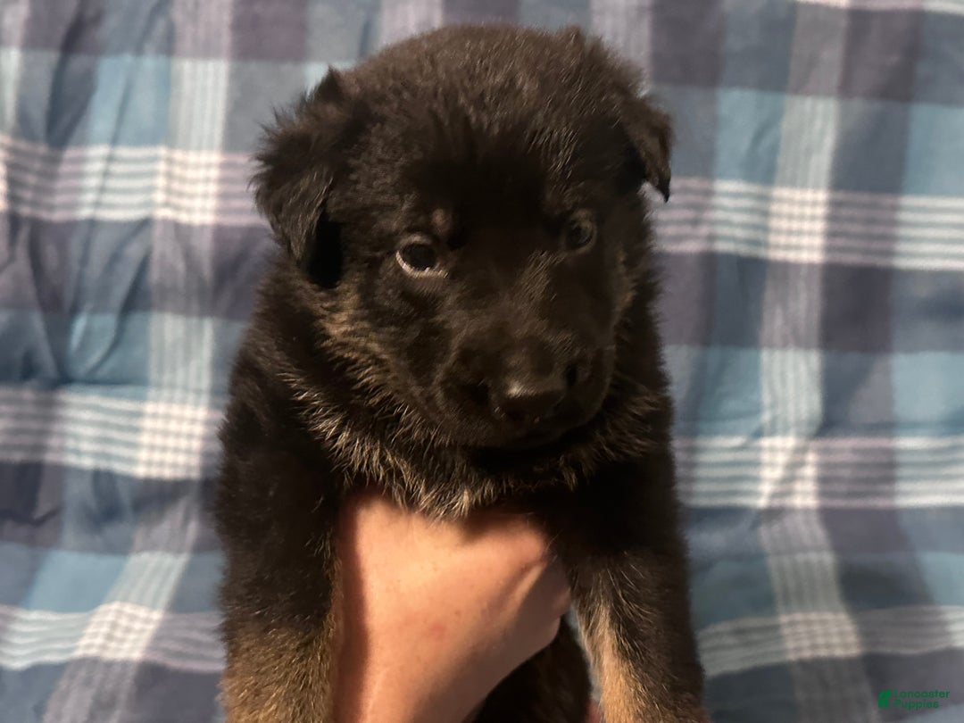 German Shepherd dogs for sale: Gonzo - Ad 2