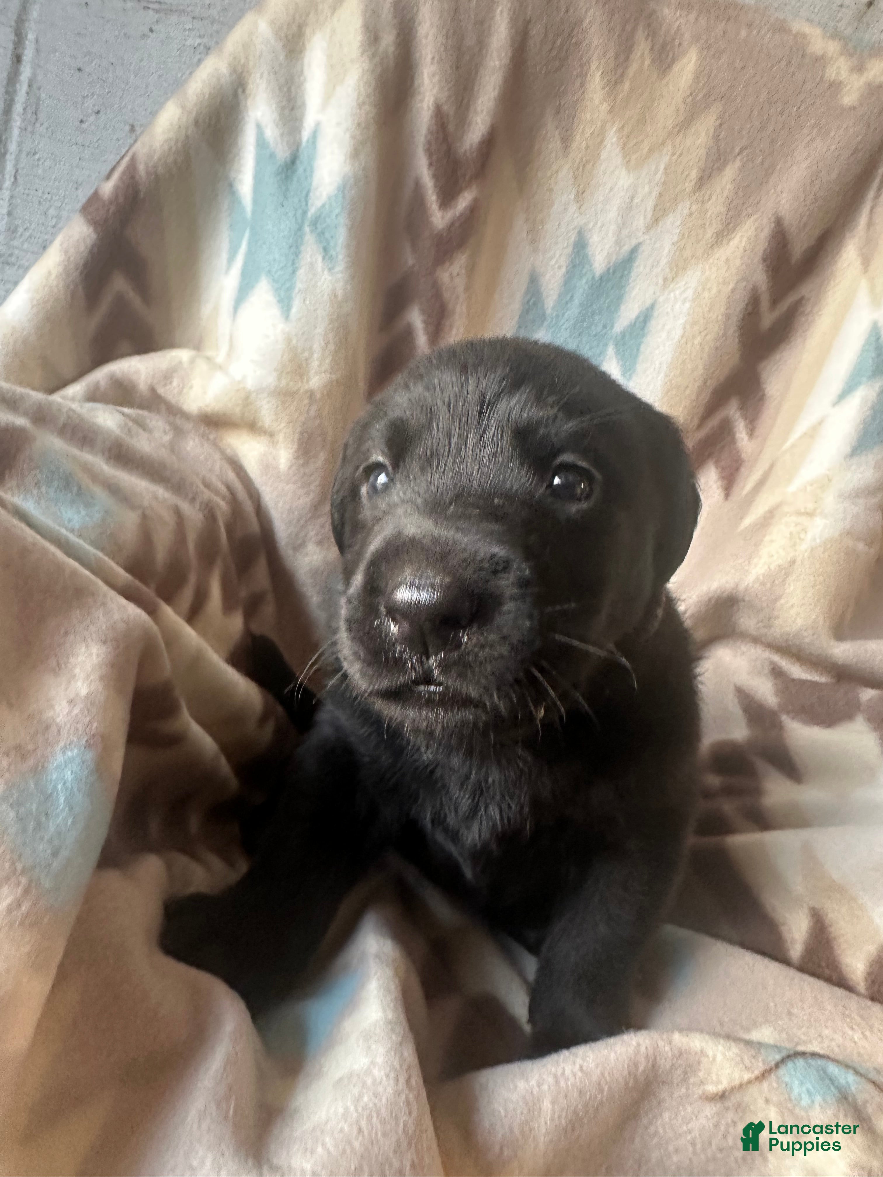 Labrador Retriever dogs Colt  - Ad 14
