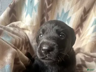 Labrador Retriever dogs Colt - Ad 14