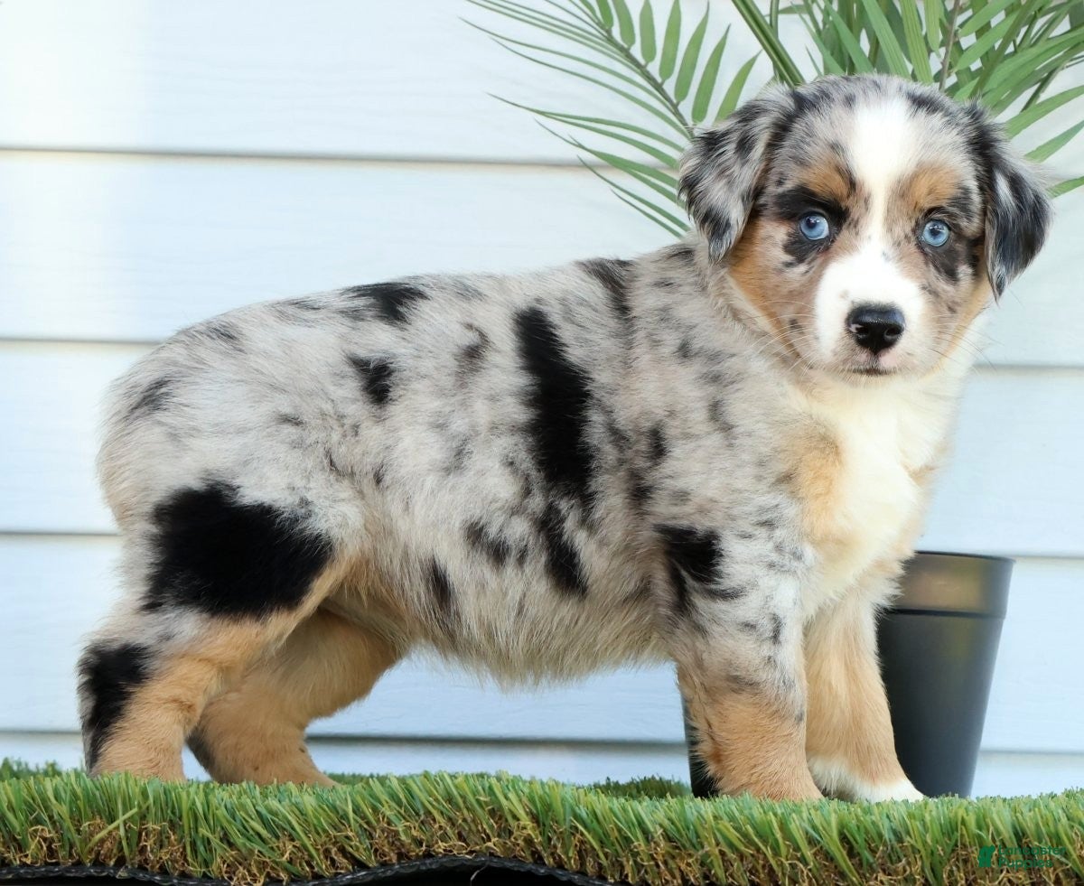 Miniature Australian Shepherd dogs for sale: Tracy - Ad 2
