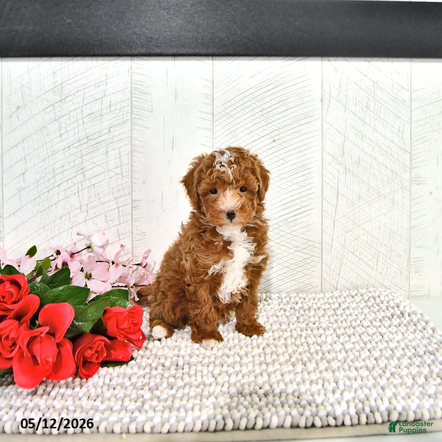 Miniature Poodle dogs Ronnie - Ad 1