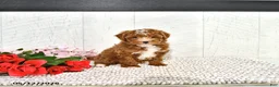 Miniature Poodle dogs for sale: Ronnie - Ad 14