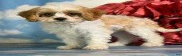 Cavapoo dogs for sale: Queso - Ad 14