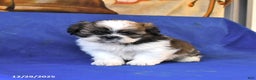 Shih Tzu dogs for sale: Mack  - Ad 3