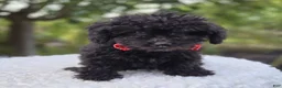 Toy Poodle dogs for sale: Blackie - Ad 5