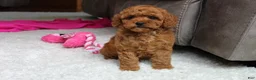 Cavapoochon dogs for sale: Maggie  - Ad 11