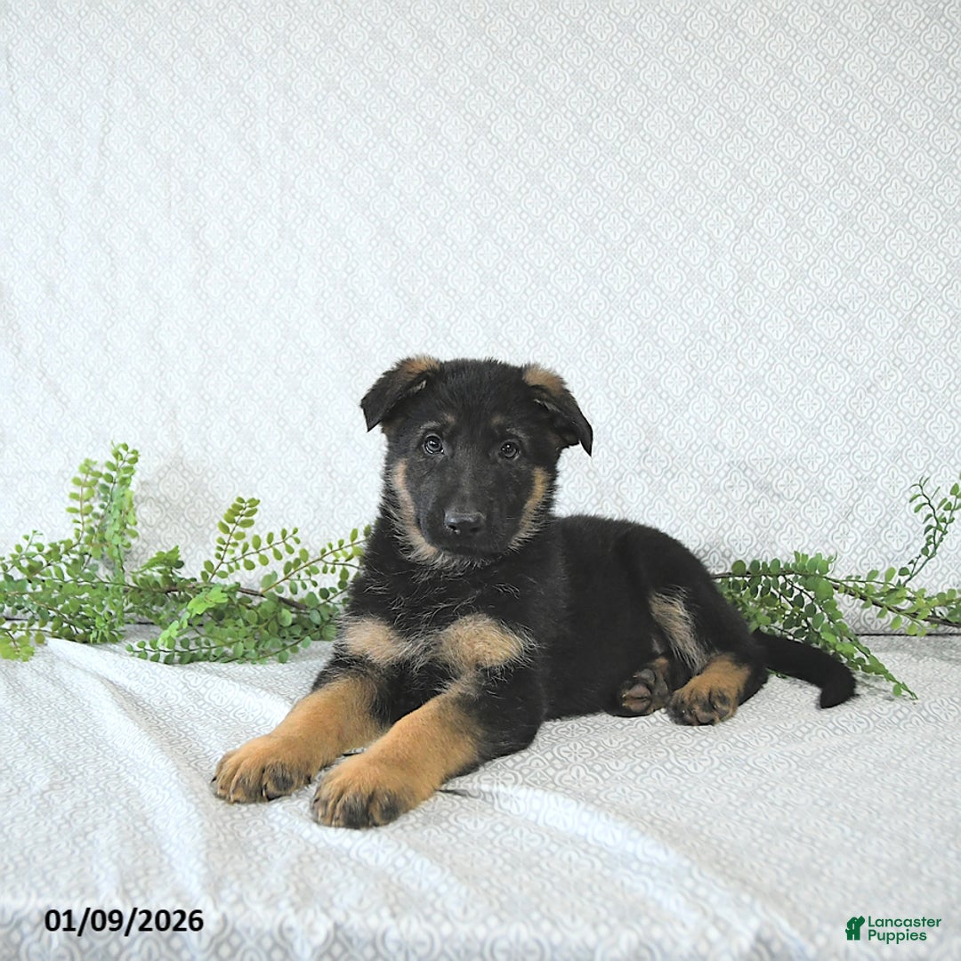 German Shepherd dogs for sale: Zeus - Ad 2