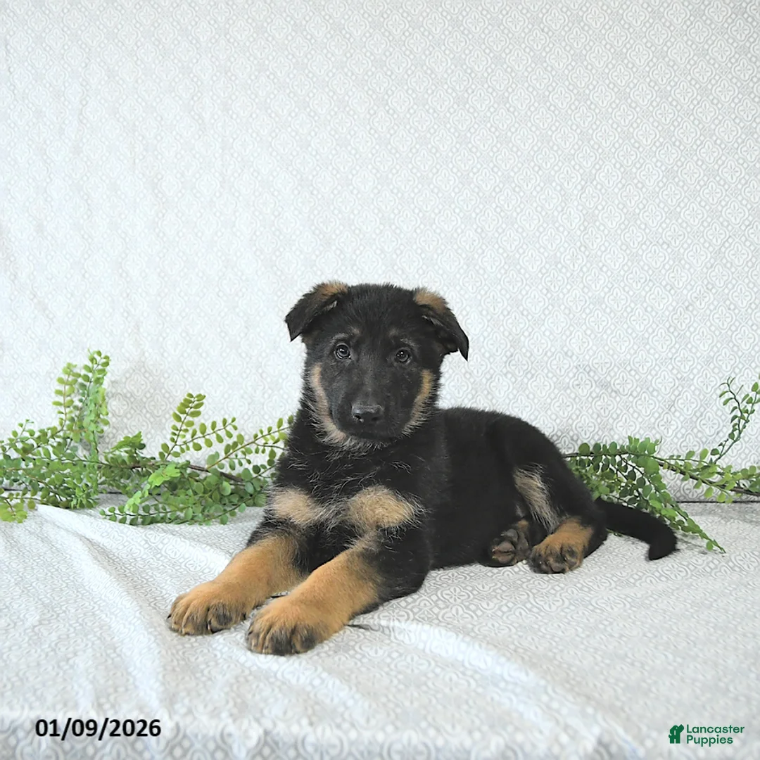 German Shepherd dogs for sale: Zeus - Ad 7