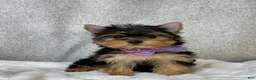 Yorkshire Terrier dogs for sale: Destiny - Ad 1