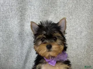 Yorkshire Terrier dogs for sale: Destiny - Ad 2
