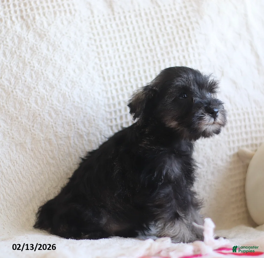 Miniature Schnauzer dogs for sale: Sarah - Ad 5