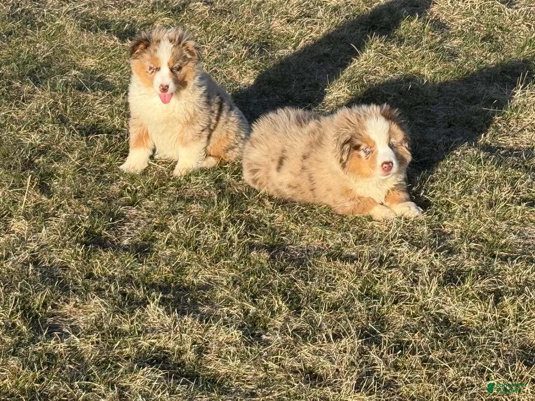 Miniature Australian Shepherd dogs for sale: Buck - Ad 9
