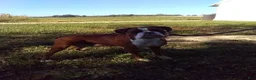 Boxer dogs for sale: Lily - Ad 9