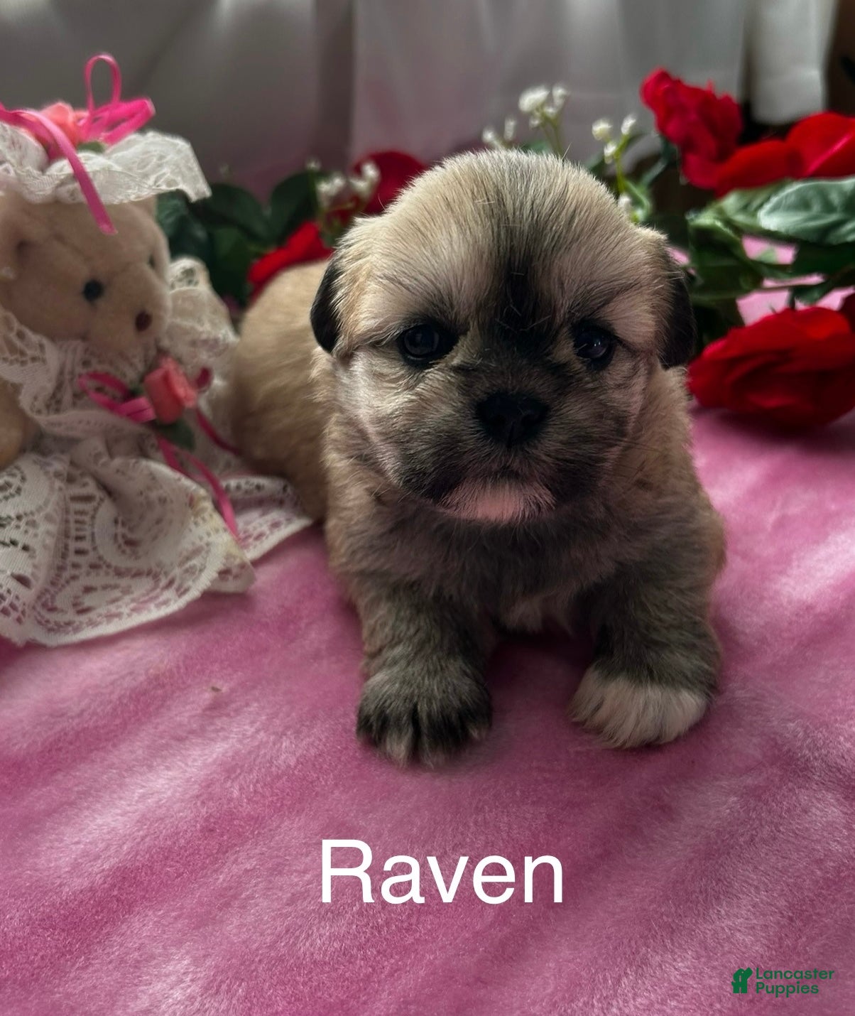 Lhasa Apso dogs Lhasa Apso 2 - Ad 2