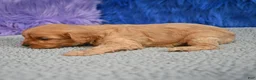 Cavapoo dogs for sale: Cavapoo 4 - Ad 5