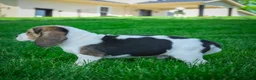 Beagle dogs for sale: Noah - Ad 5