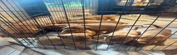 Dogue De Bordeaux dogs for sale: Dogue De Bordeaux Puppy 5 - Ad 8