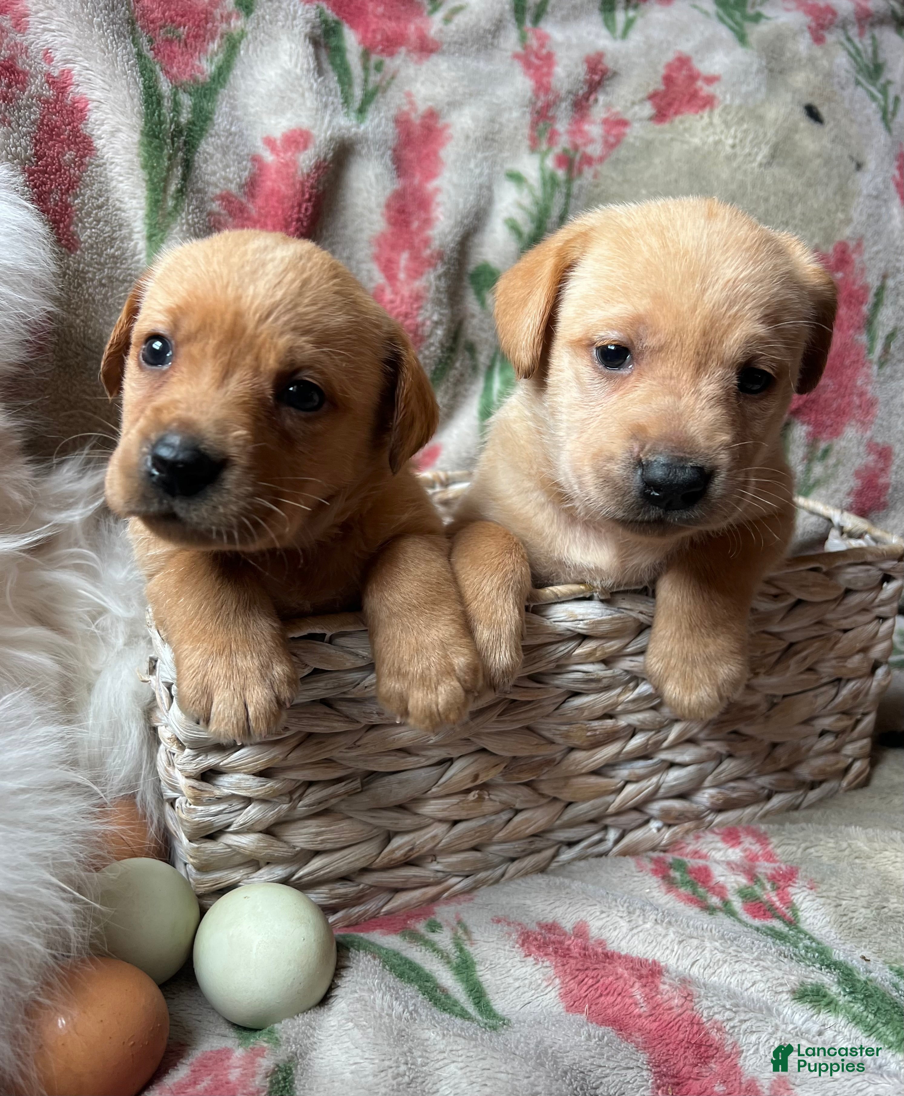 Labrador Retriever dogs Magnolia - Ad 14