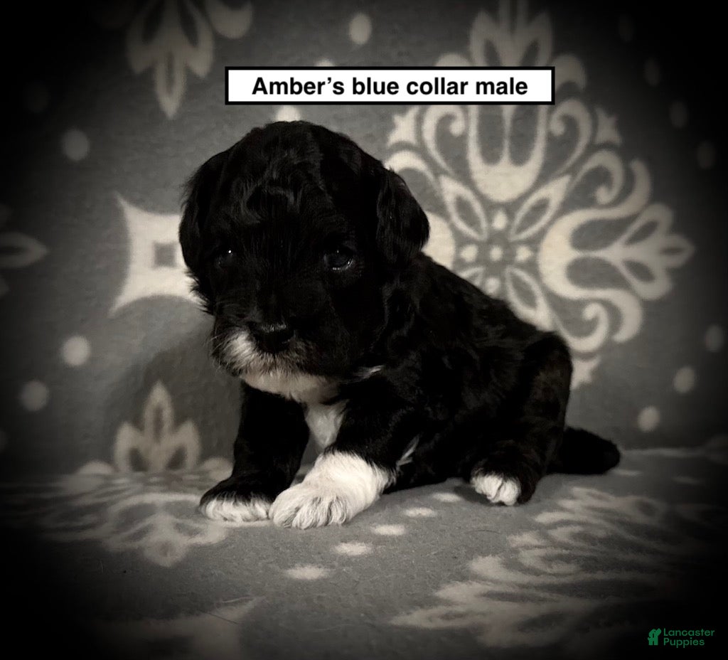 Toy Poodle dogs AKC Amber's Blue Collar Male - Ad 29