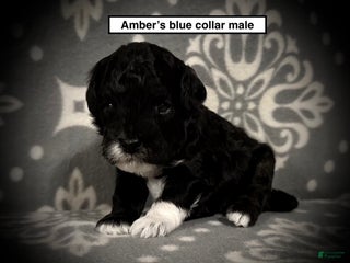 Toy Poodle dogs AKC Amber's Blue Collar Male - Ad 17